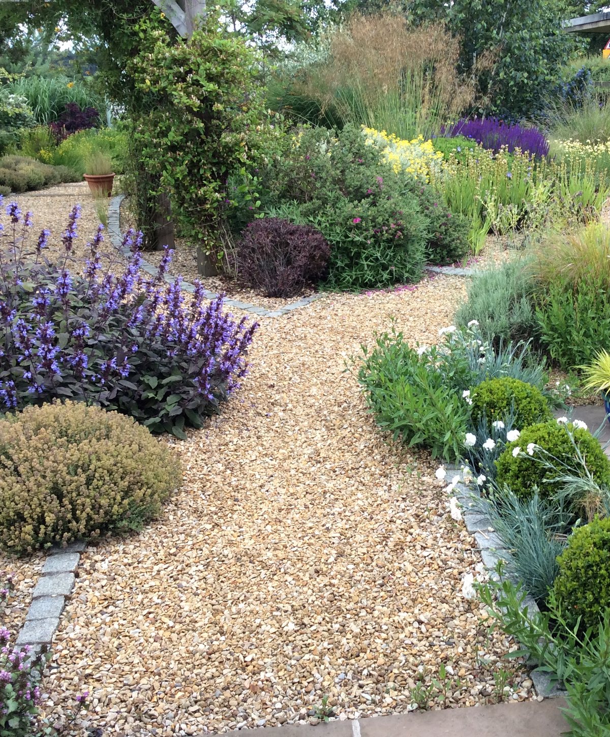 Deep borders of salvia, hardy geranium and yellow anthemis beside a gravel path