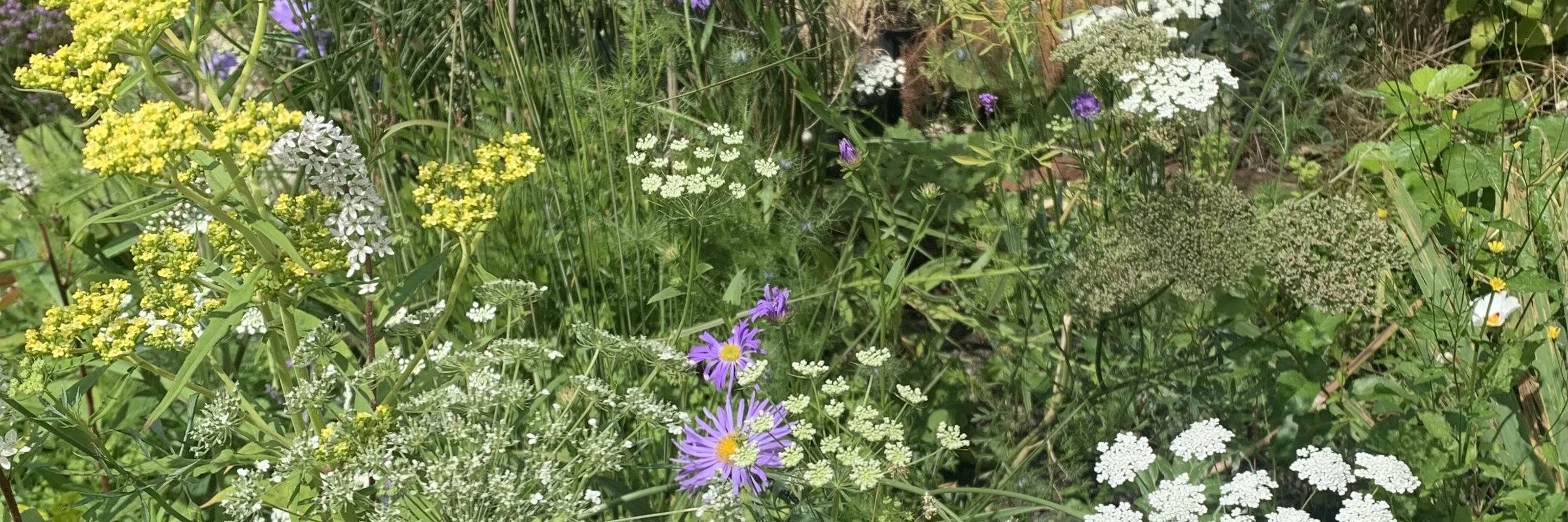 A late-summer border of asters and ornamental grasses beside a lawn