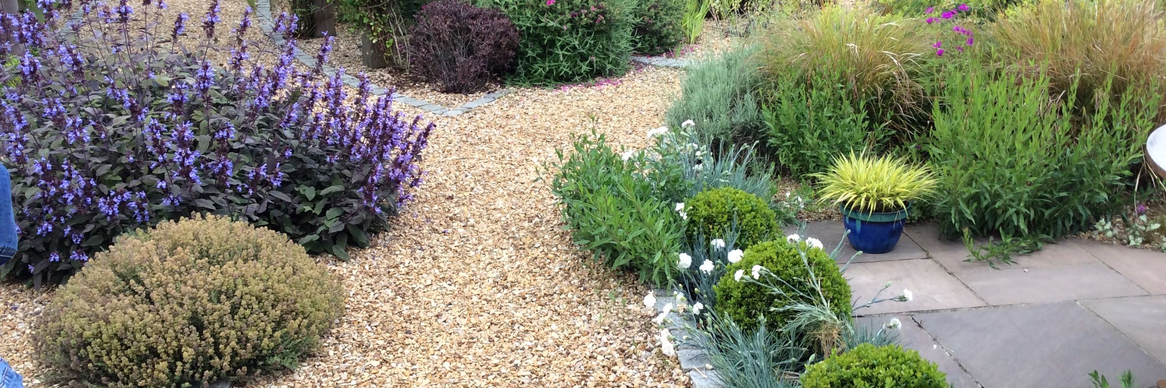 A gravel path winding between clipped box, purple sage and ornamental grasses