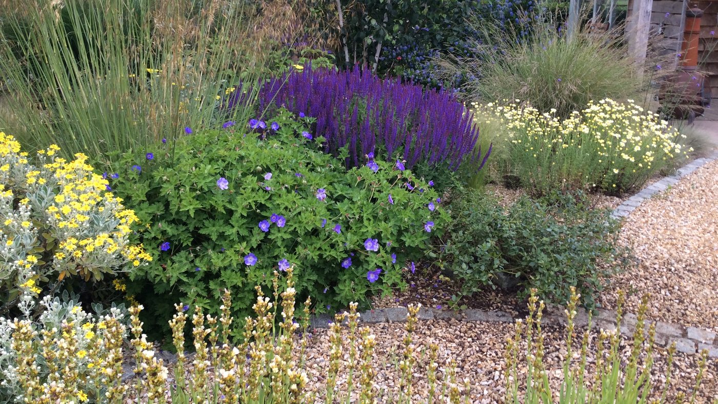7 plants for long-lasting summer colour