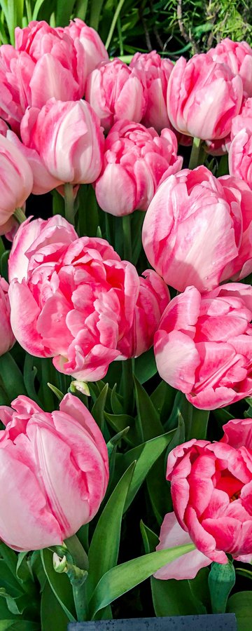 April, Blossom & new life