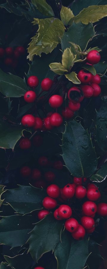 December, Winter beauty