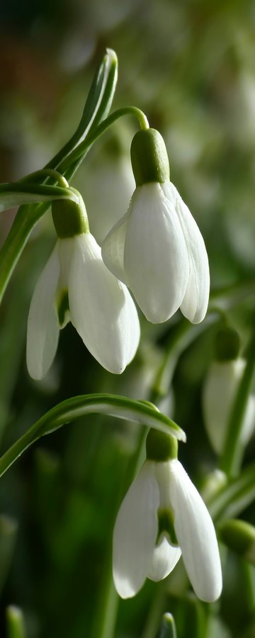 February, Early bloom & interest