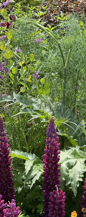 June, Lush & colourful
