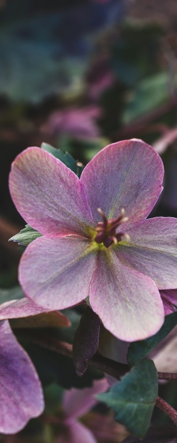 March, Fresh growth & spring bulbs