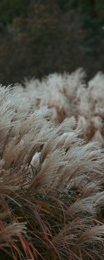 October, Warm tones & seedheads