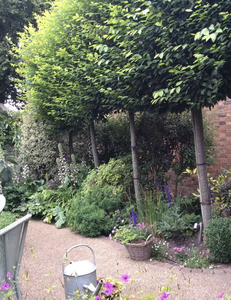 Walled Courtyard Garden in Green shade and pleached hornbeam