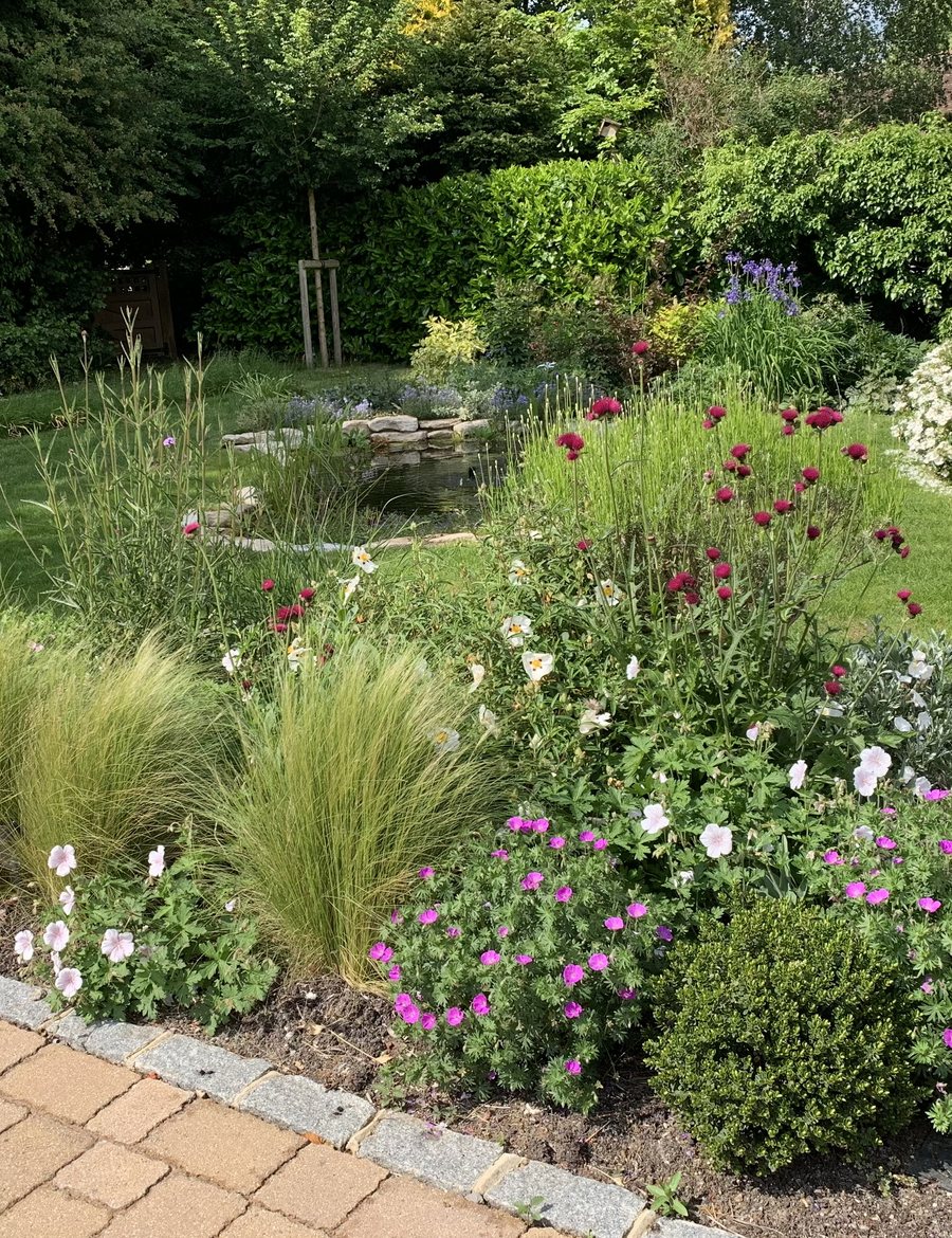 Pond & Wildlife Garden in Grasses, knautia and still water